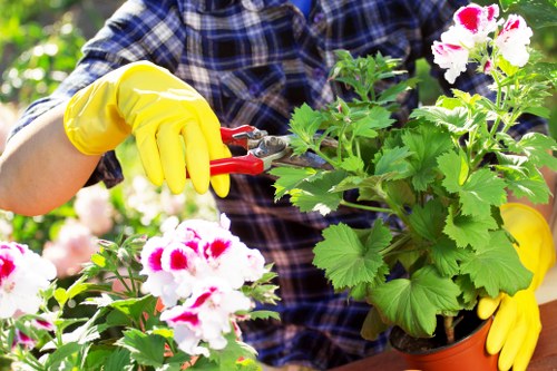 Tree removal service in a residential area of Ealing