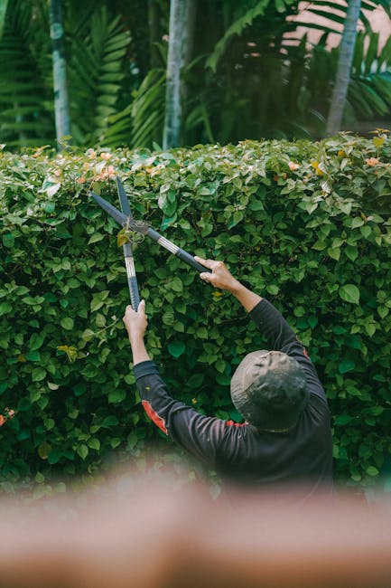 A gardener wearing a dark long-sleeved shirt and a gray cap is engaged in hedge trimming work in a lush garden. The individual is using long-handled pruning shears to carefully cut back the dense, gre